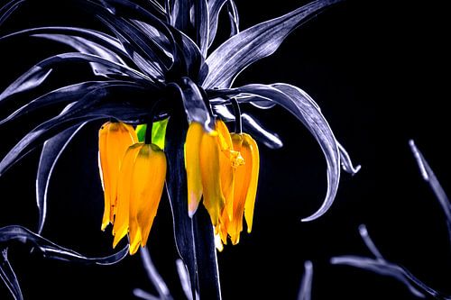 emperor's crown black and white with yellow flowers plant flower