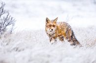 Vos tijdens een sneeuwstorm van Pim Leijen thumbnail