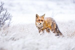 Vos tijdens een sneeuwstorm