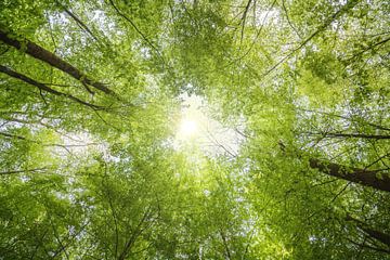 Rustgevend uitzicht in boomtoppen met zonnestralen van Raphael Koch