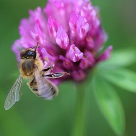 European honeybee (Apis mellifera) sur michael meijer