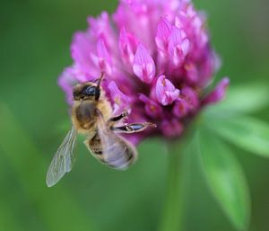 Honingbij op bloem