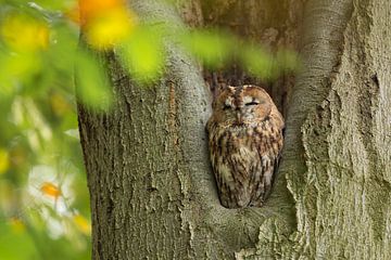 Tawny Owl sitting in a nesting hole in a tree  (Strix aluco). by Rob Christiaans