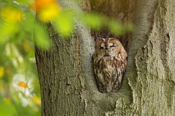 Une chouette hulotte est assise dans un arbre et se repose.