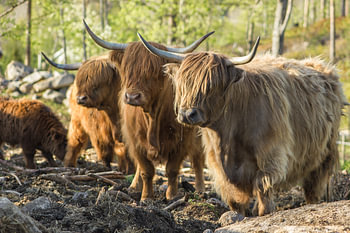 Hooglanders