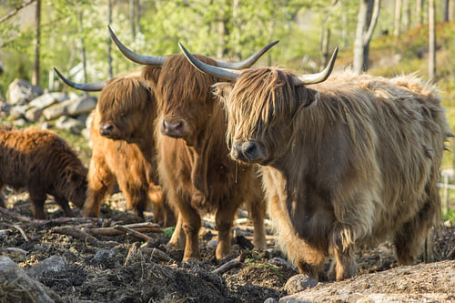 Highlanders
