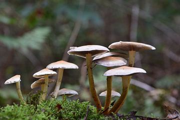 paddestoelen in de herfst in het bos op een ondergrond van mos van Robin Verhoef