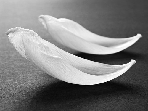 Abstract zwart wit tulpen bloemen macro fotografie