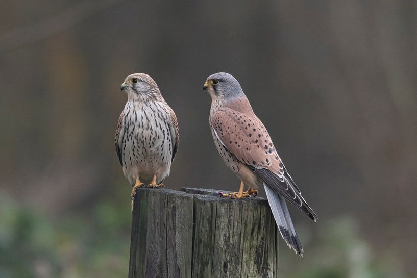 Kestrel male and female by Merijn Loch