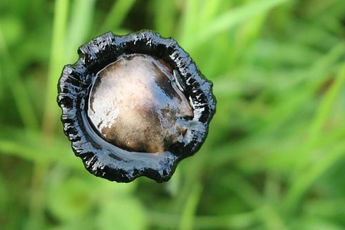 De schoonheid van het vergankelijke