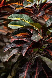 Feuilles colorées