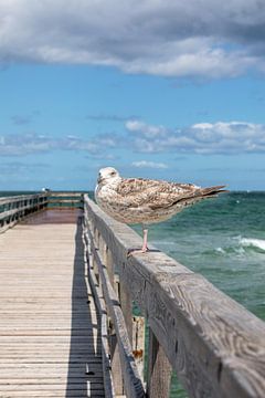 Seagull on the old pier in Zingst (Fischland / Darß) by t.ART