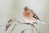 vink in sneeuwlicht