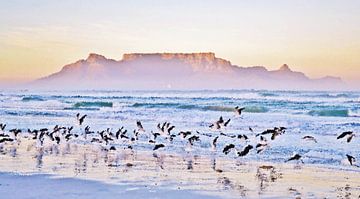 Möwen am Strand und der Tafelberg in Kapstadt bei Sonnenaufgang von Werner Lehmann
