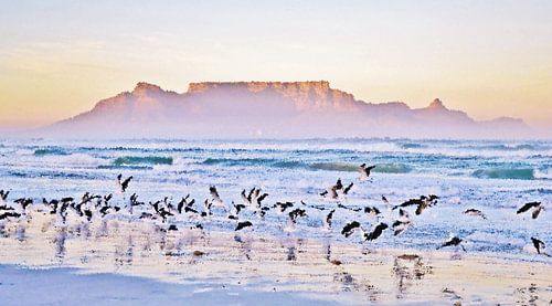 Möwen am Strand und der Tafelberg in Kapstadt bei Sonnenaufgang