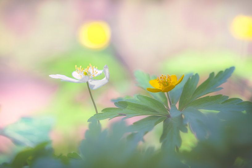 Anémone de bois blanche et jaune par Carola Schellekens