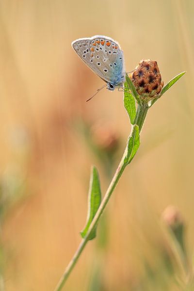 Icariusblauwtje Vlinder van Lisa Antoinette Photography