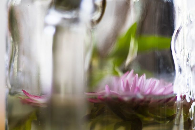 Asters gevangen in glas 3 van Erwin van Eekhout
