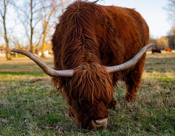 beautiful Scottish highlander with big horns grazing in a meadow