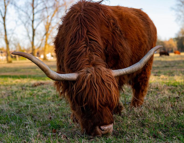 prachtige Schotse hooglander met grote hoorns grazend in een weiland van JGL Market