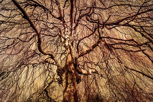 Silhouet kale boomstam en takken van treurbeuk met sepia toning