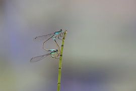 Riffbarsche von Aalt van Tongeren