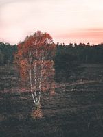 Avondzon zet witte boom in brand op de Veluwe
