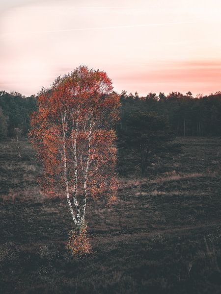 Abendsonne setzt weißen Baum in der Veluwe in Brand von Mick van Hesteren