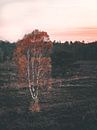 Abendsonne setzt weißen Baum in der Veluwe in Brand von Mick van Hesteren Miniaturansicht