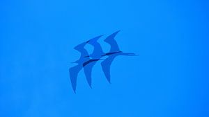 Fantasiefoto eines Fregattvogels auf Curaçao