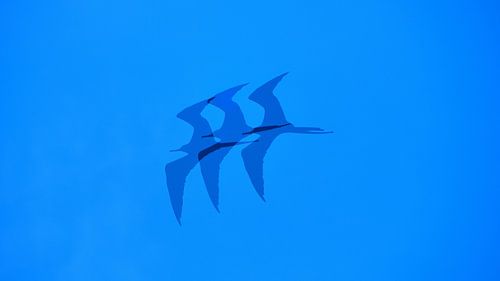 Fantasiefoto van een fregatvogel in Curaçao