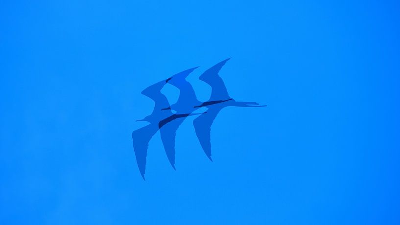 Fantasiefoto eines Fregattvogels auf Curaçao von Karel Frielink