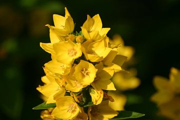 Gele bloemen van EnWout