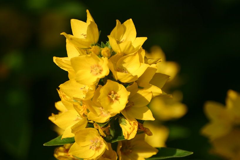 Gele bloemen von EnWout