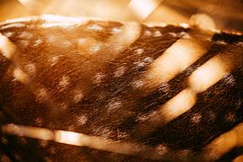 Bambi sur Samantha Degens