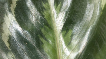 blad van een kamerplant