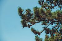 Pine apple life