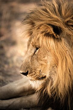 Lion Portrait sur Thomas Froemmel