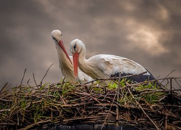 Ooievaars op het nest. van Hans Buls Photography