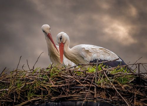 Ooievaars op het nest.