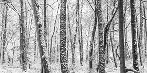 Winterflüstern in der Schwäbischen Alb