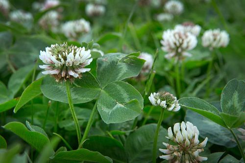 Kleeblüten auf der Wiese. Niederlande