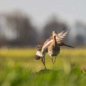 Parende Grutto's in de Alblasserwaard in het laatste avondzonnetje van de dag. In de Donkse Laagten