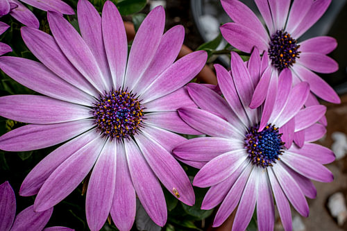 Cape daisy with a bee