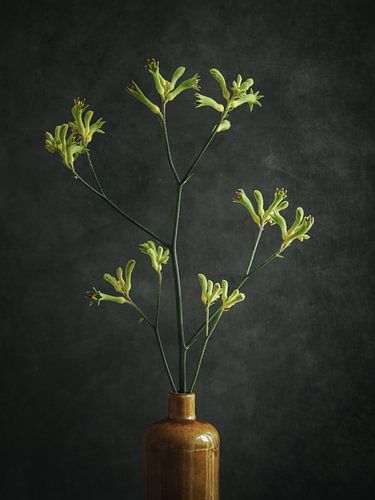 Stilleven - Kangoeroepoot in kruik