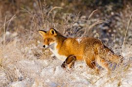 Renard des neiges sur René Vos