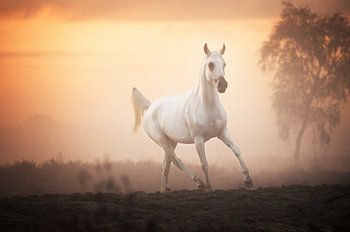 Pur-sang arabe dans la brume matinale