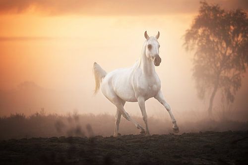 Arabisch Volbloed paard in de Ochtendmist