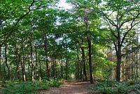 bospad in het spaarbankbos