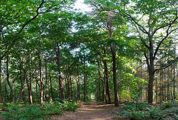 Waldweg im Sparkassenwald